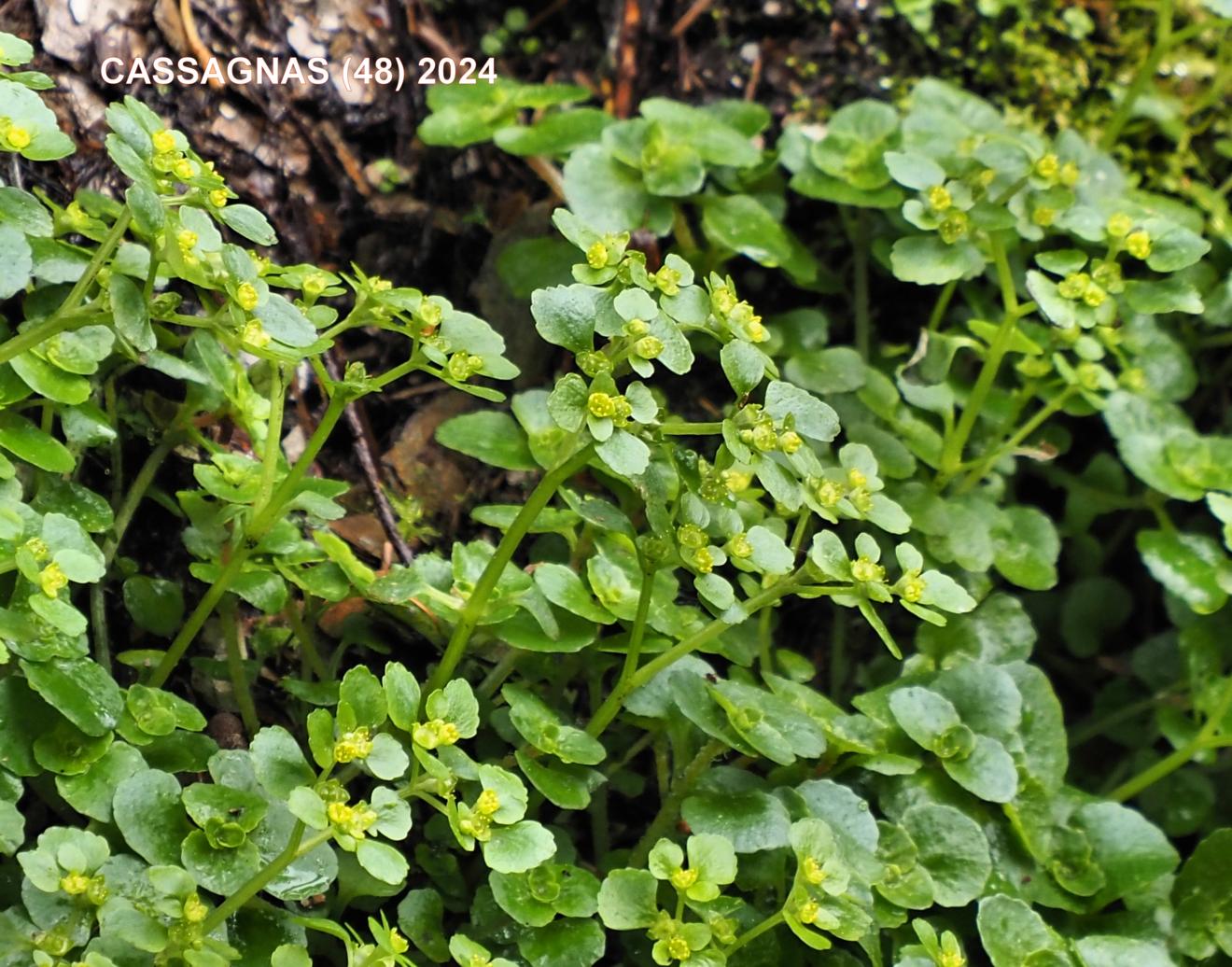 Saxifrage, Opposite-leaved Golden